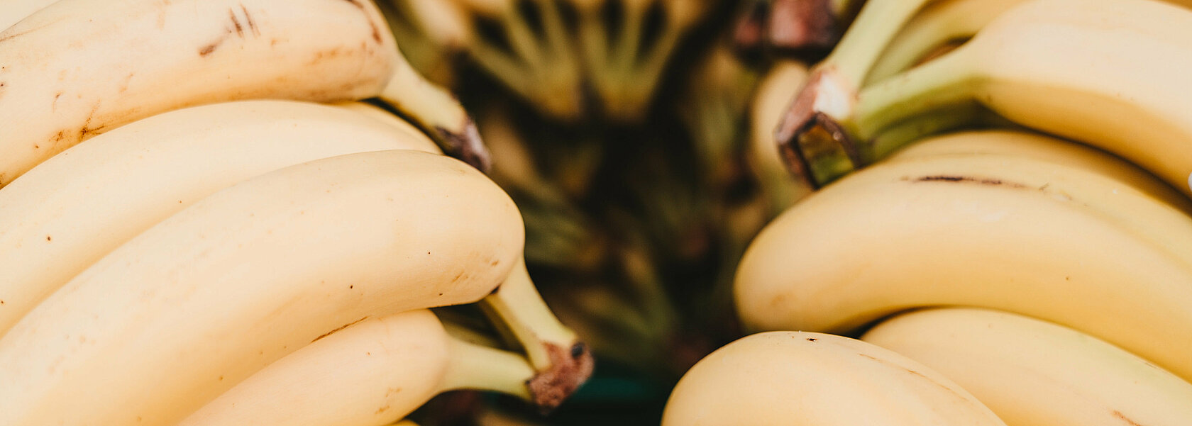 Bananenstaude Bananenstaude