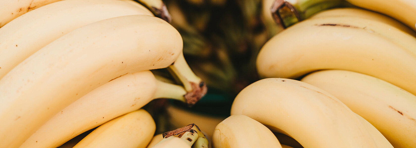 Bananenstauden