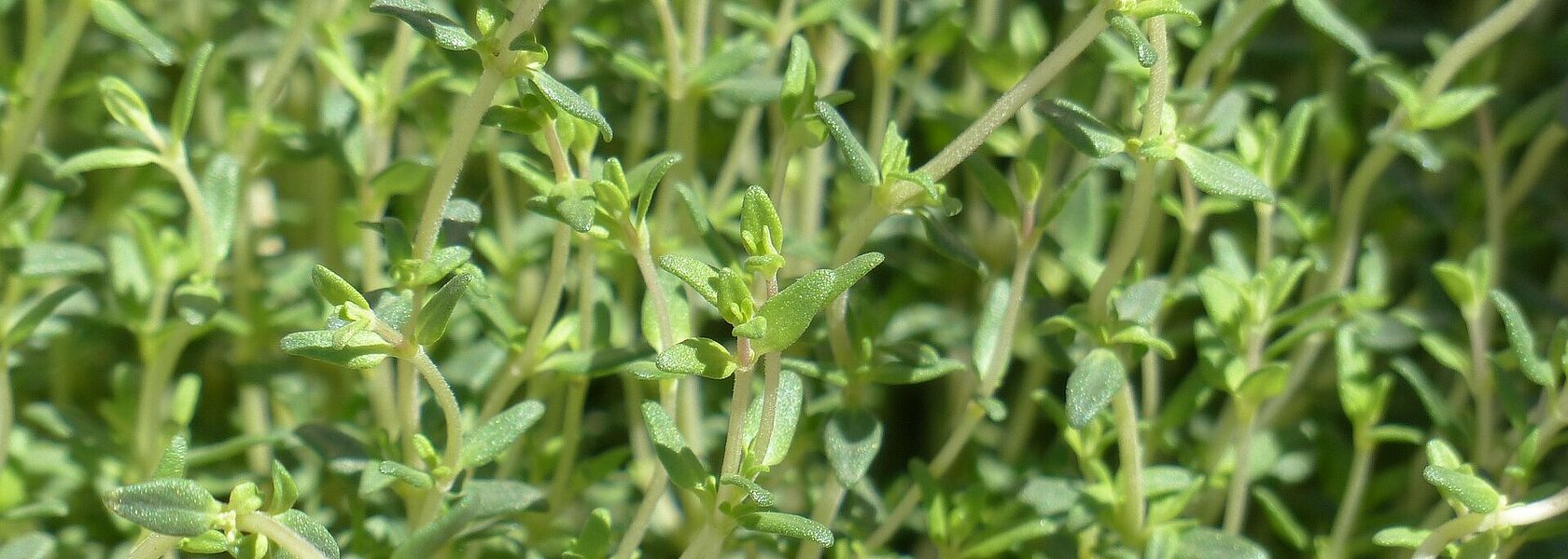 Frischer Thymian Frischer Thymian