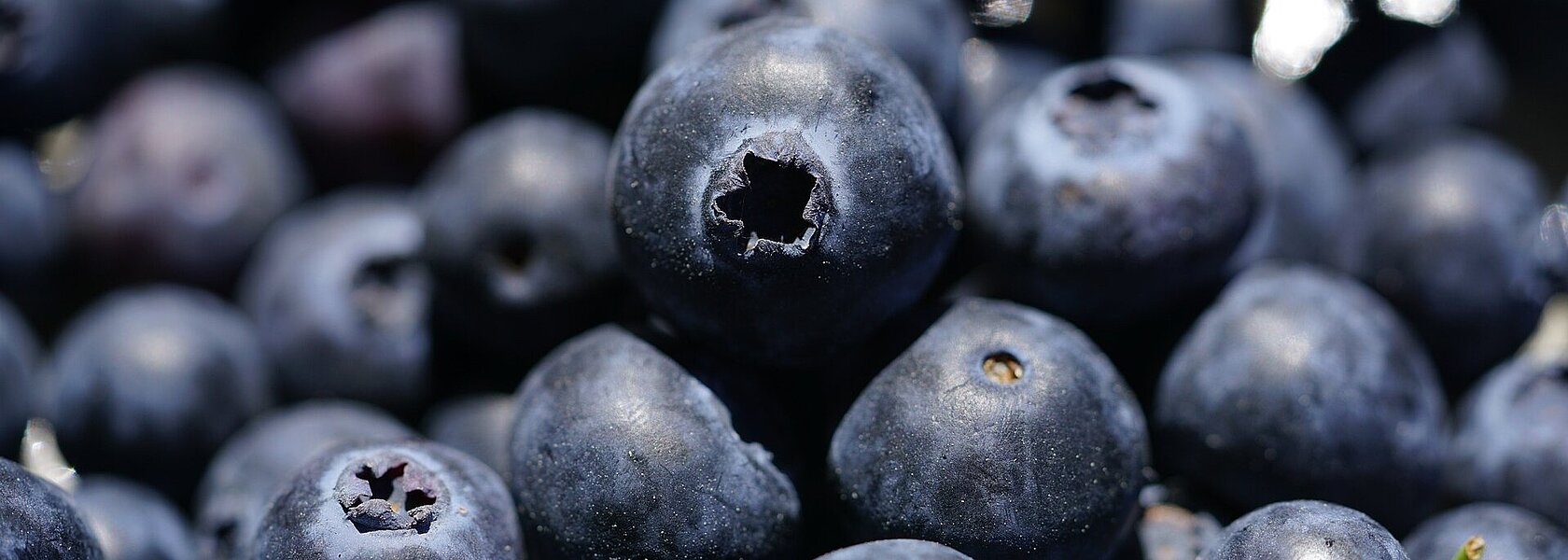 Heidelbeeren Heidelbeeren