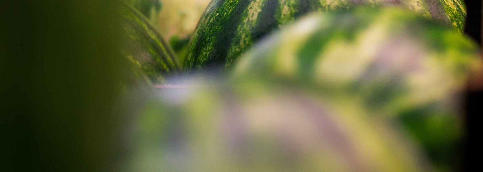 Wassermelone Wassermelone
