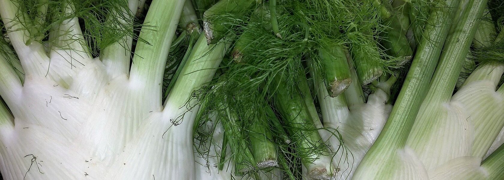 Fenchel Fenchel