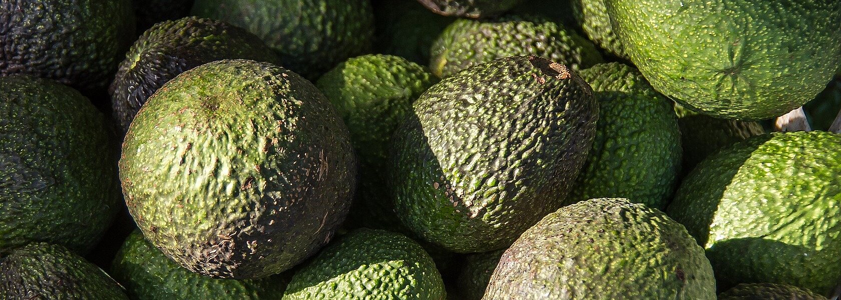 Avocado Avocado