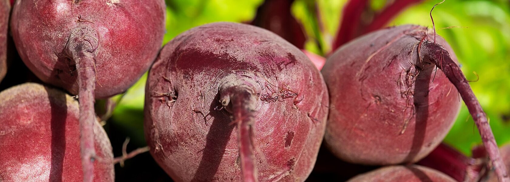 Rote Bete Rote Bete